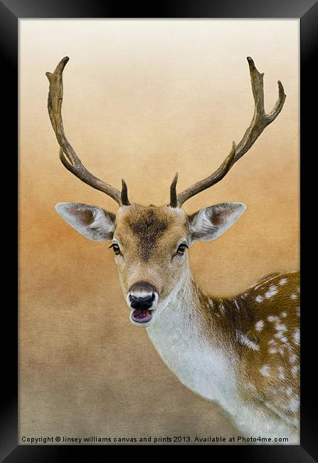 Fallow Deer Stag Framed Print by Linsey Williams