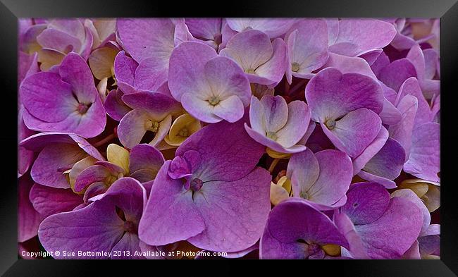 Purple Hydrangea up close Framed Print by Sue Bottomley
