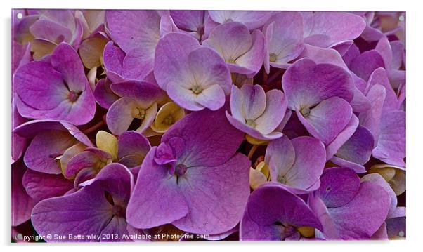 Purple Hydrangea up close Acrylic by Sue Bottomley
