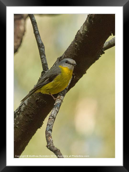 Eastern Yellow Robin Framed Mounted Print by Matthew Burniston