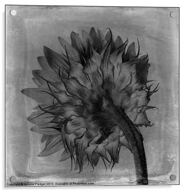 Artistic sunflower Acrylic by Sandra Pledger