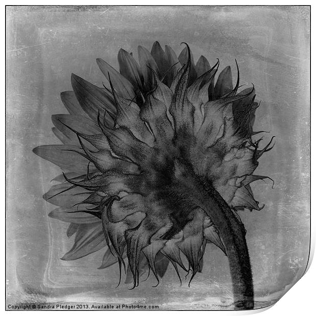 Artistic sunflower Print by Sandra Pledger