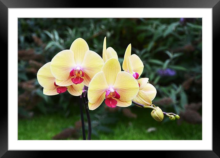 Yellow  Orchids Framed Mounted Print by Frank Irwin