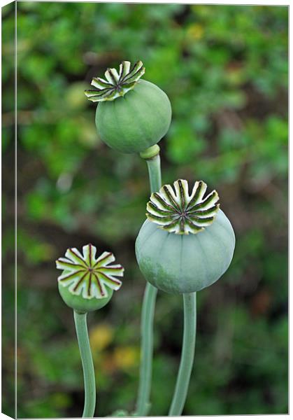 Poppy seed pods Canvas Print by Frank Irwin
