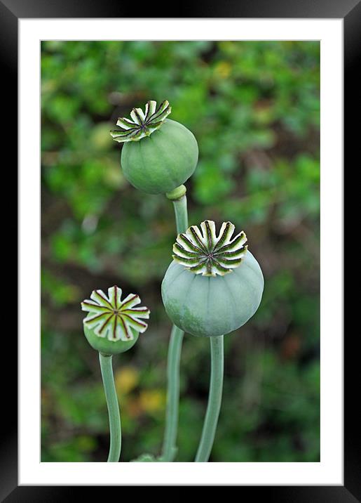 Poppy seed pods Framed Mounted Print by Frank Irwin