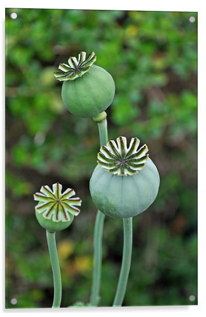 Poppy seed pods Acrylic by Frank Irwin