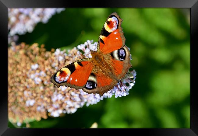 Peacock Butterfly Framed Print by Frank Irwin