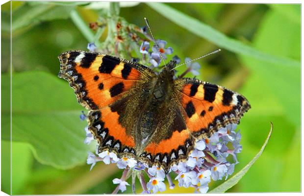 Large Tortoiseshell butterfly Canvas Print by Frank Irwin