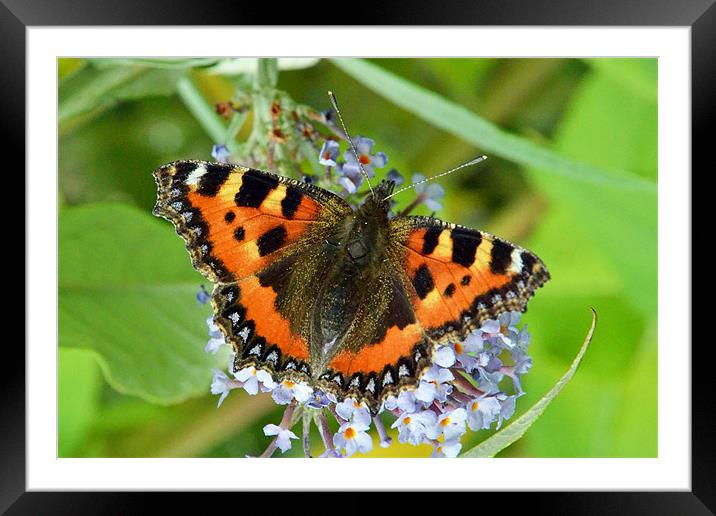 Large Tortoiseshell butterfly Framed Mounted Print by Frank Irwin
