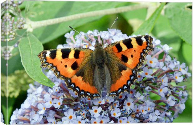 Large Tortoiseshell Butterfly Canvas Print by Frank Irwin