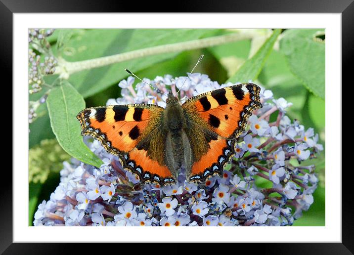 Large Tortoiseshell Butterfly Framed Mounted Print by Frank Irwin