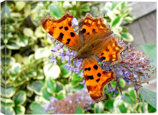 Comma butterfly Canvas Print by Frank Irwin