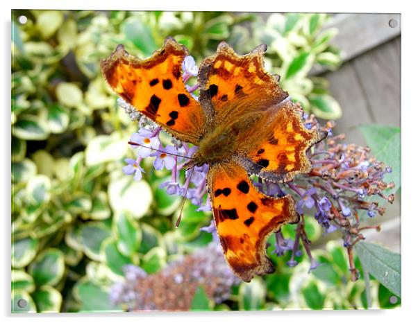 Comma butterfly Acrylic by Frank Irwin