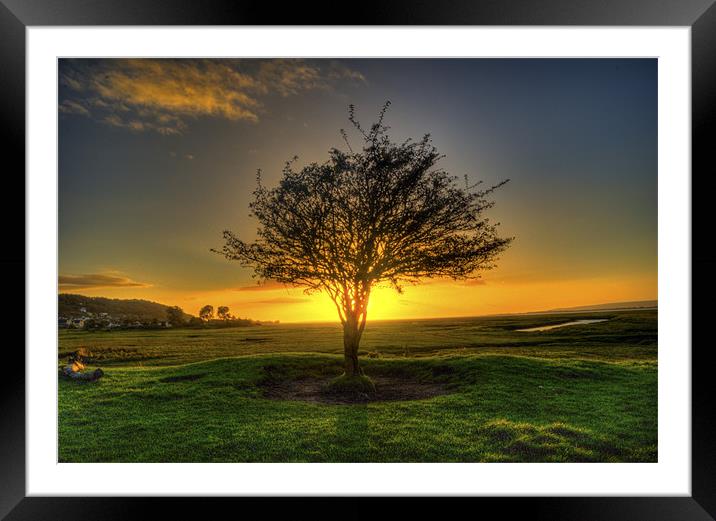 Burning bush Framed Mounted Print by Leighton Collins