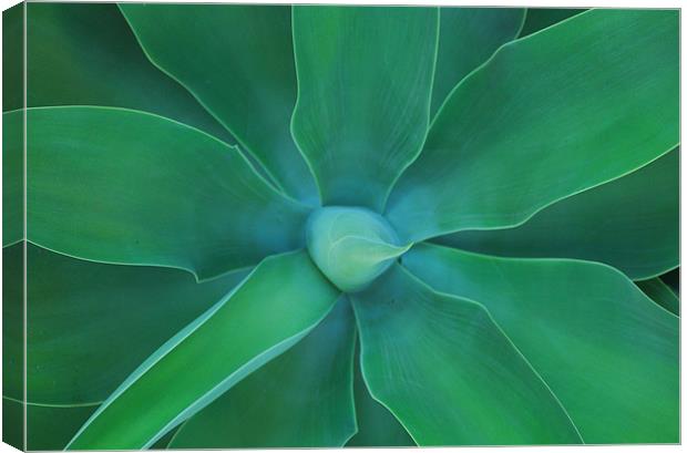 Agave Green Leaves 3 Canvas Print by Lisa Shotton