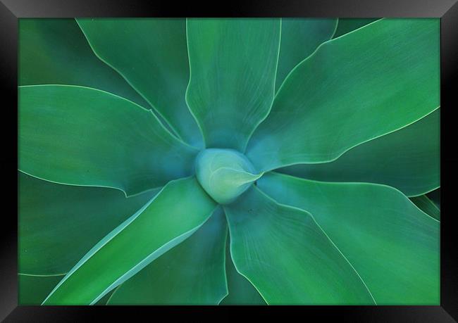 Agave Green Leaves 3 Framed Print by Lisa Shotton