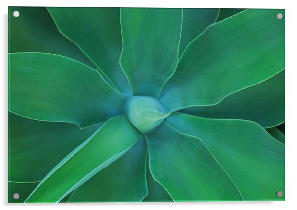 Agave Green Leaves 3 Acrylic by Lisa Shotton
