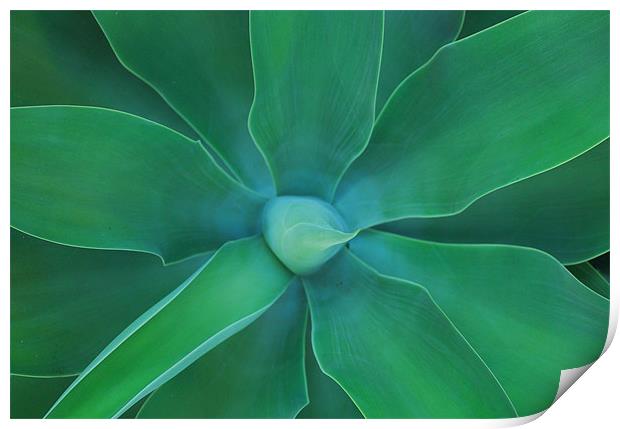 Agave Green Leaves 3 Print by Lisa Shotton
