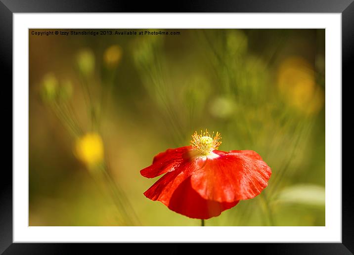 Poppy with weed bokeh Framed Mounted Print by Izzy Standbridge
