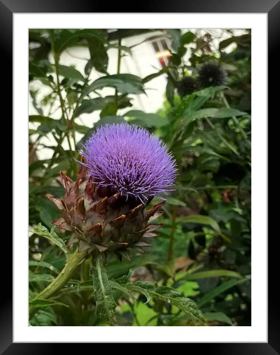 Purple Prickles! Framed Mounted Print by Eleanor McCabe