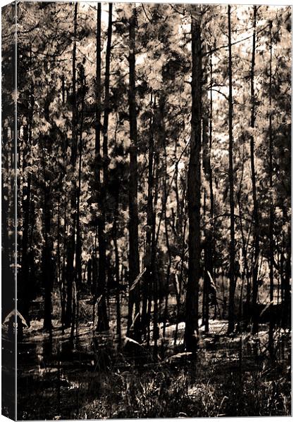 Dark Woods Canvas Print by Thomas Grob