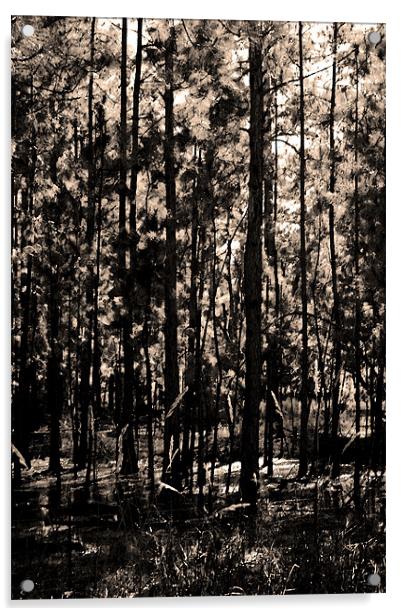 Dark Woods Acrylic by Thomas Grob