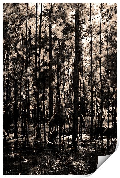 Dark Woods Print by Thomas Grob
