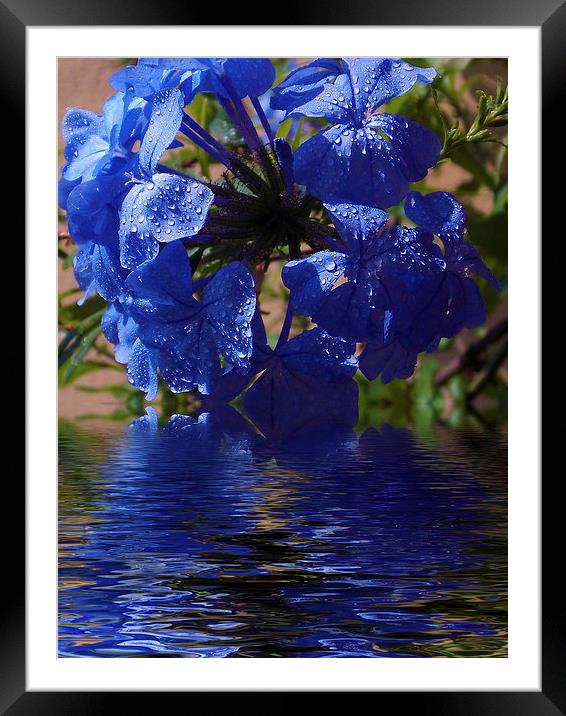 1929-blue plumbago Framed Mounted Print by elvira ladocki