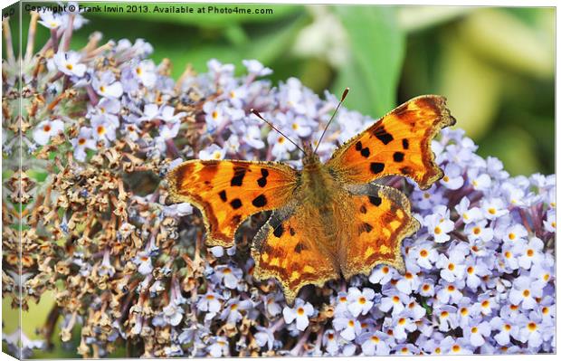 Comma Butterfly Canvas Print by Frank Irwin