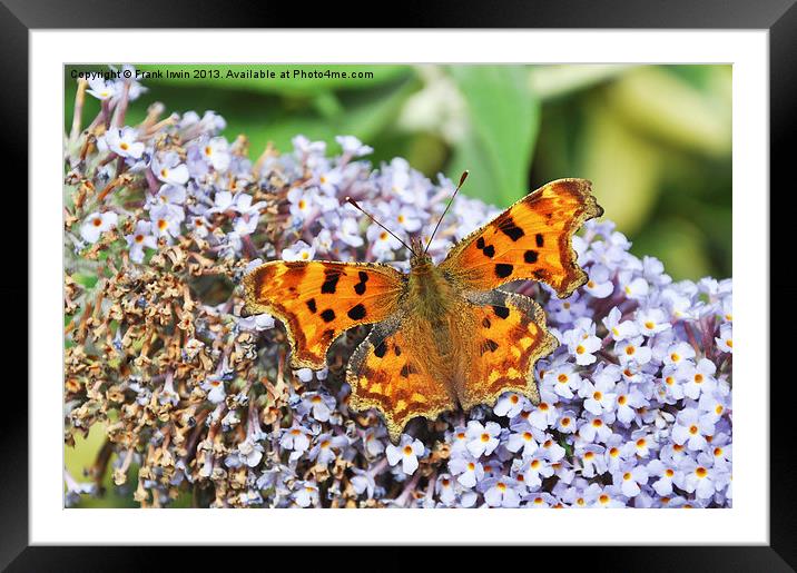 Comma Butterfly Framed Mounted Print by Frank Irwin