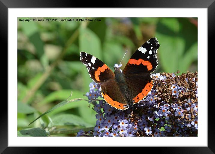 Colourful Red Admiral Framed Mounted Print by Frank Irwin