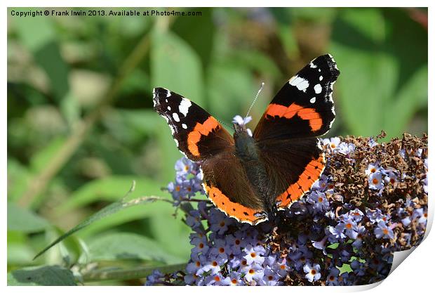 Colourful Red Admiral Print by Frank Irwin