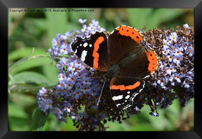Colourful Red Admiral Framed Print by Frank Irwin