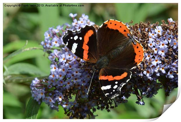 Colourful Red Admiral Print by Frank Irwin