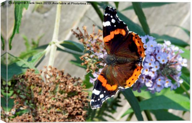 Colourful Red Admiral Canvas Print by Frank Irwin