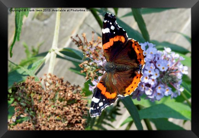Colourful Red Admiral Framed Print by Frank Irwin