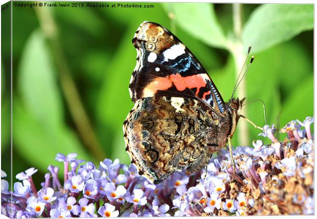 Beautiful Red Admiral Canvas Print by Frank Irwin