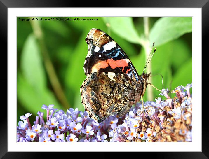 Beautiful Red Admiral Framed Mounted Print by Frank Irwin