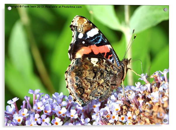 Beautiful Red Admiral Acrylic by Frank Irwin