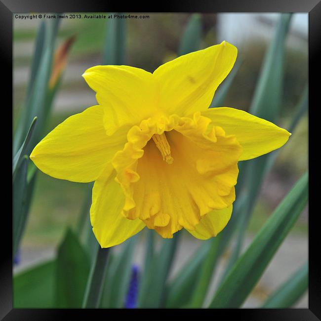 Daffodil Framed Print by Frank Irwin