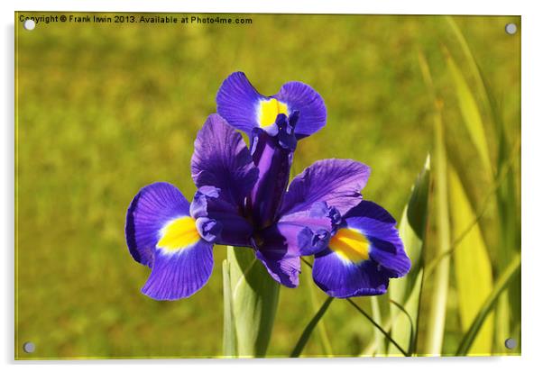 The Iris Acrylic by Frank Irwin