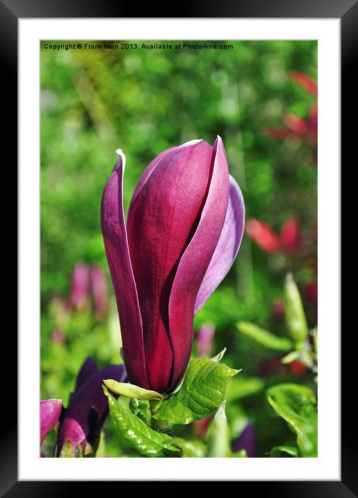 Magnolia Framed Mounted Print by Frank Irwin