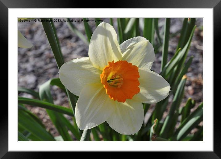 Narcissus Framed Mounted Print by Frank Irwin