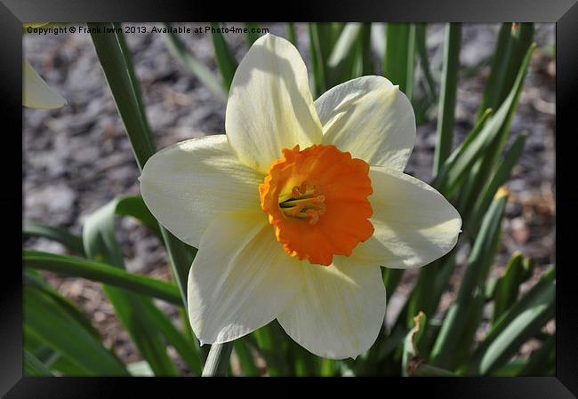Narcissus Framed Print by Frank Irwin
