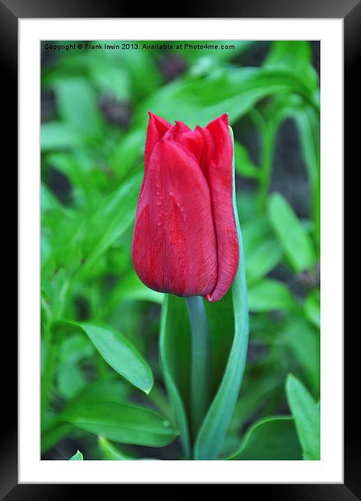 A colourful tulip Framed Mounted Print by Frank Irwin