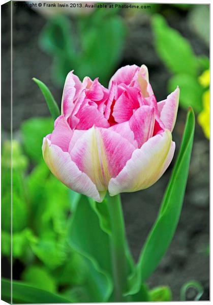A colourful tulip Canvas Print by Frank Irwin