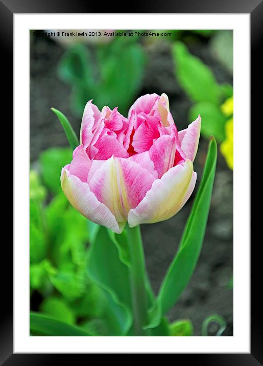 A colourful tulip Framed Mounted Print by Frank Irwin