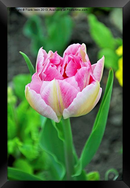 A colourful tulip Framed Print by Frank Irwin