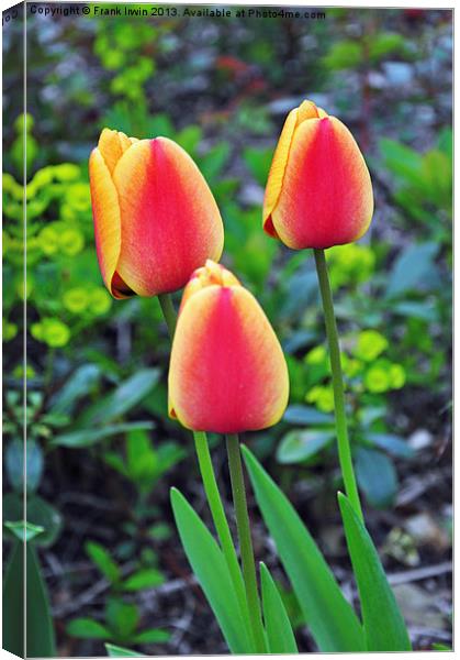 A colourful tulip Canvas Print by Frank Irwin