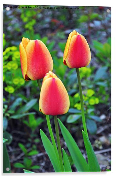 A colourful tulip Acrylic by Frank Irwin